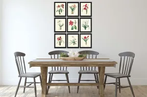 Amaryllis Botanical Prints Wall Art Set of 9 Beautiful Antique Vintage Red Coral White Plants Dining Living Room Home Decor to Frame AMAR