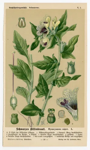 Antique German Nature Illustrated HYOSCYAMUS NIGER Book Page, Nightshade, Henbane