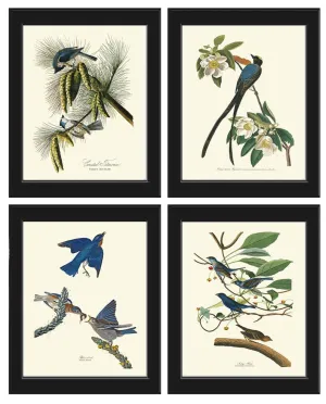 Audubon Bird Prints Vintage Antique Bird Home Wall Art Set of 4 Bluebird Flycatcher Blue Jay Warbler Home Decor Illustration to Frame JJA