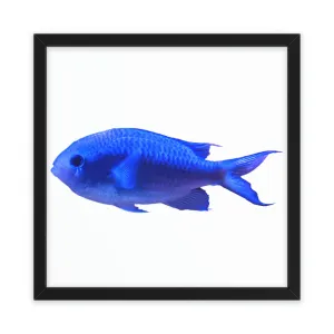 Blue Fish Framed Poster