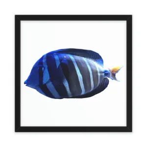 Blue Striped Fish Framed Poster