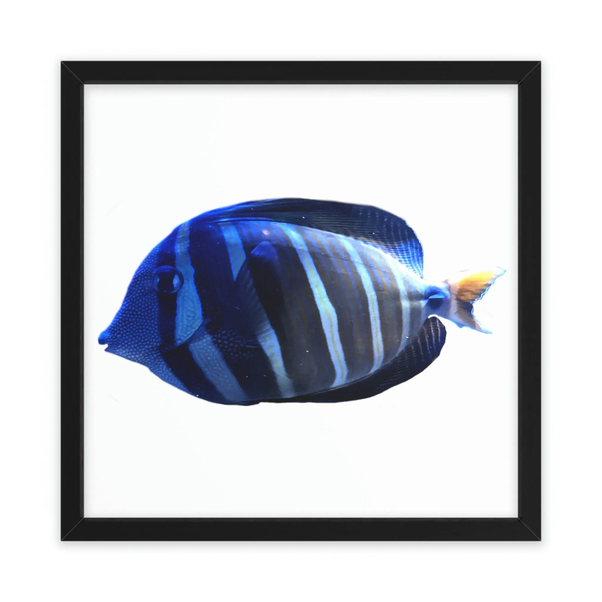 Blue Striped Fish Framed Poster