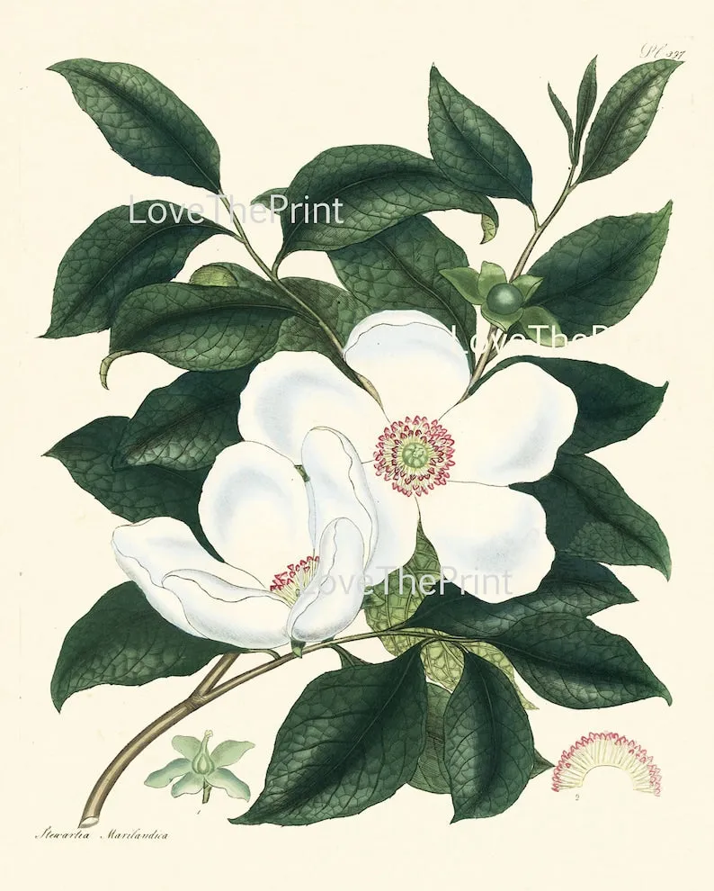 Botanical Print Set of 4 Prints Beautiful Antique Wall Art Rose Pink White Magnolia Camellia Spring Garden Flowers Home Decor to Frame HA