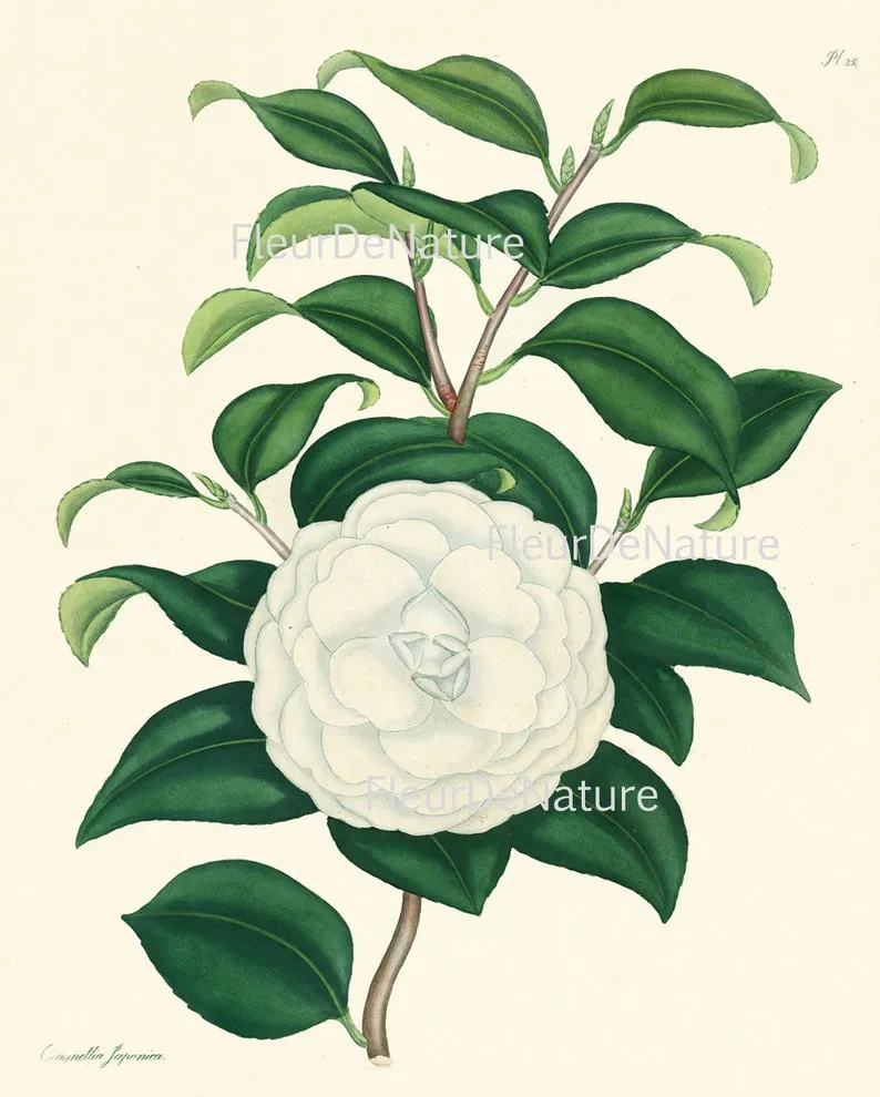 Botanical Print Set of 4 Prints Beautiful Antique Wall Art Rose Pink White Magnolia Camellia Spring Garden Flowers Home Decor to Frame HA