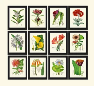 Botanical Prints Wall Art Set of 12 Beautiful Antique Vintage Colorful Tropical Flowers Garden Plants Home Room Decor Poster to Frame AFP