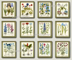 Botanical Wildflowers Prints Wall Art Set of 12 Beautiful Antique Vintage Home Decor Blue Pink Illustration Interior Design to Frame BESL