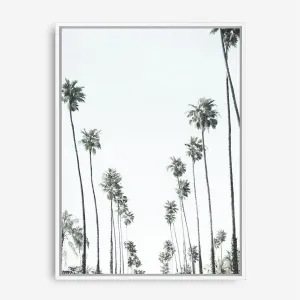California Palms II Canvas Print