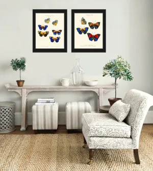 Colorful Butterflies Wall Art Set of 2 Prints Vintage Antique Blue Red Yellow Garden Outdoor Nature Poster Home Decor Picture to Frame WH