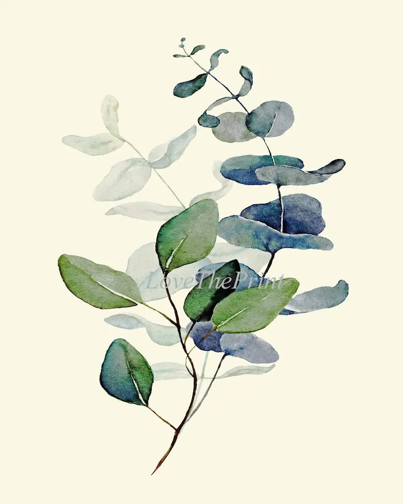 Eucalyptus Botanical Prints Wall Art Decor Set of 4 Beautiful Blue Green Tree Leaf Leaves Relaxation Relaxing Nature Flowers to Frame CMEU