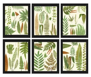 Fern Print Botanical Wall Art Set of 6 Beautiful Vintage Antique Ferns Plant Bedroom Living Room Office Kitchen Home Room Decor to Frame EJL