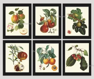 Fruit Tree Branches Prints Wall Art Set 6 Beautiful Botanical Vintage Antique Apple Pear Apricot Fig Pomegranate Cherries Decor to Frame LF
