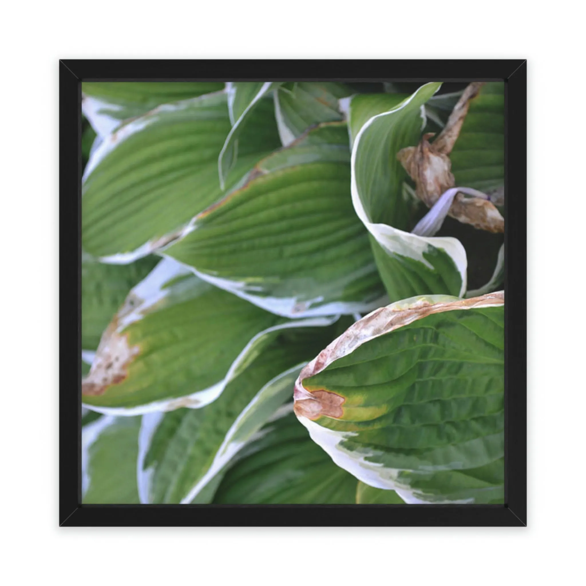Green Leaves Framed Poster