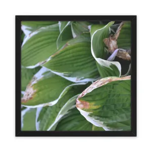 Green Leaves Framed Poster