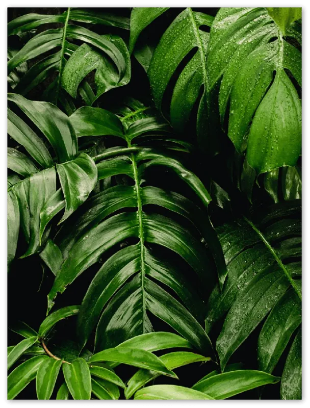 Green Leaves - Print