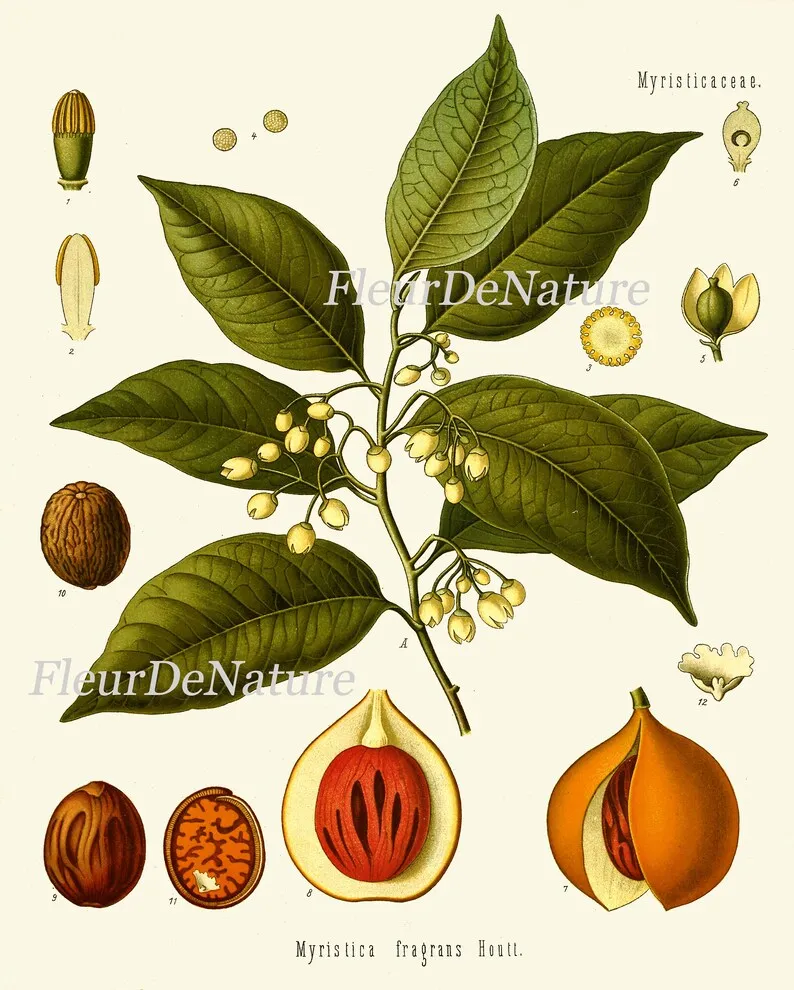 Herbs Spices Prints Wall Art Set of 6 Beautiful Botanical Kitchen Dining Room Olives Peanuts Red Chili Pepper Home Room Decor to Frame KOHS