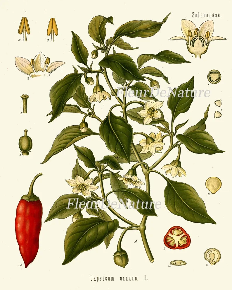 Herbs Spices Prints Wall Art Set of 6 Beautiful Botanical Kitchen Dining Room Olives Peanuts Red Chili Pepper Home Room Decor to Frame KOHS