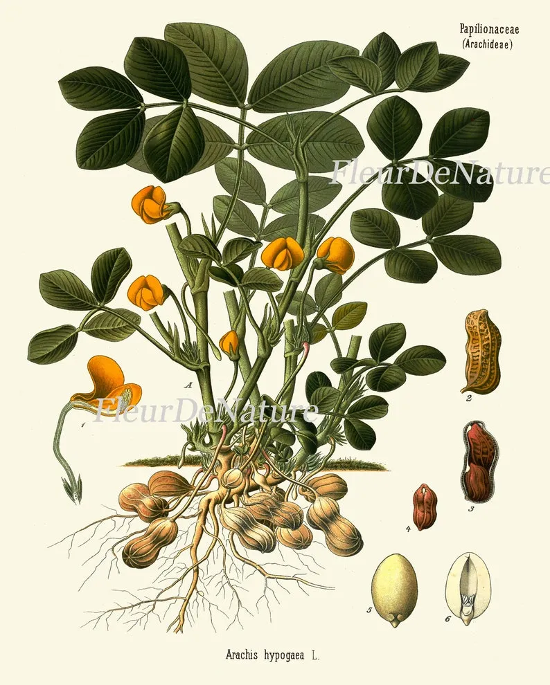 Herbs Spices Prints Wall Art Set of 6 Beautiful Botanical Kitchen Dining Room Olives Peanuts Red Chili Pepper Home Room Decor to Frame KOHS