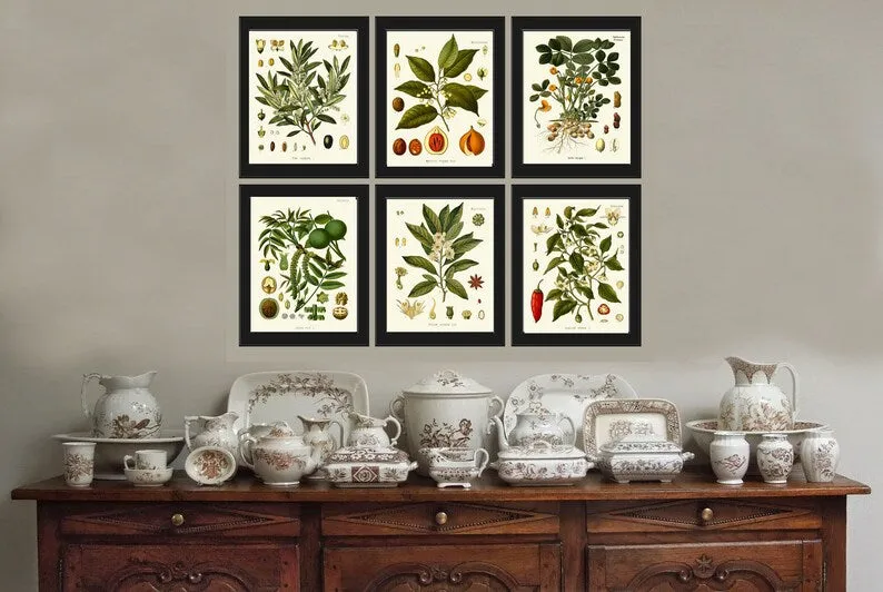 Herbs Spices Prints Wall Art Set of 6 Beautiful Botanical Kitchen Dining Room Olives Peanuts Red Chili Pepper Home Room Decor to Frame KOHS