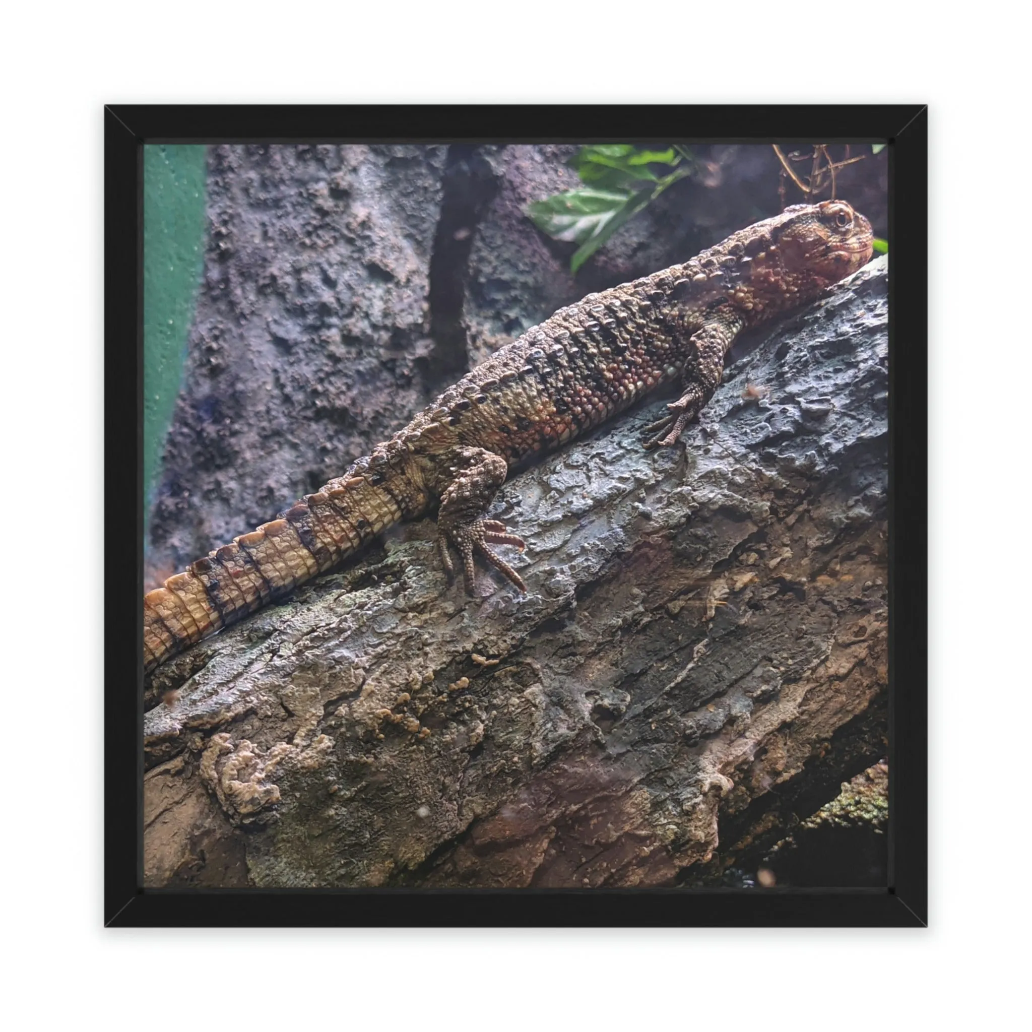 Lizard Framed Poster, Horizontal