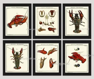 Lobster Prints Wall Art Set of 6 Beautiful Antique Vintage Red Blue Sea Ocean Marine Coastal Nautical Beach House Home Decor to Frame LOBS