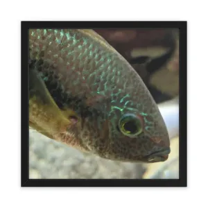 Orange Brown Fish Framed Poster