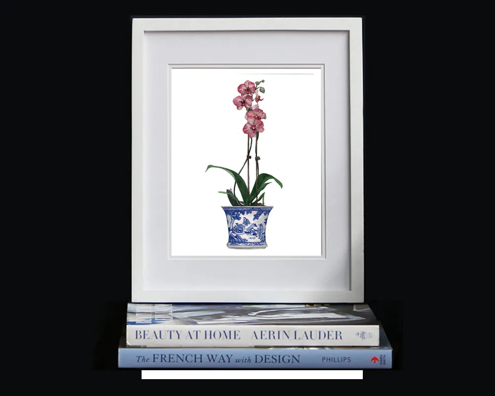 Print of a pink orchid in a blue and white pot