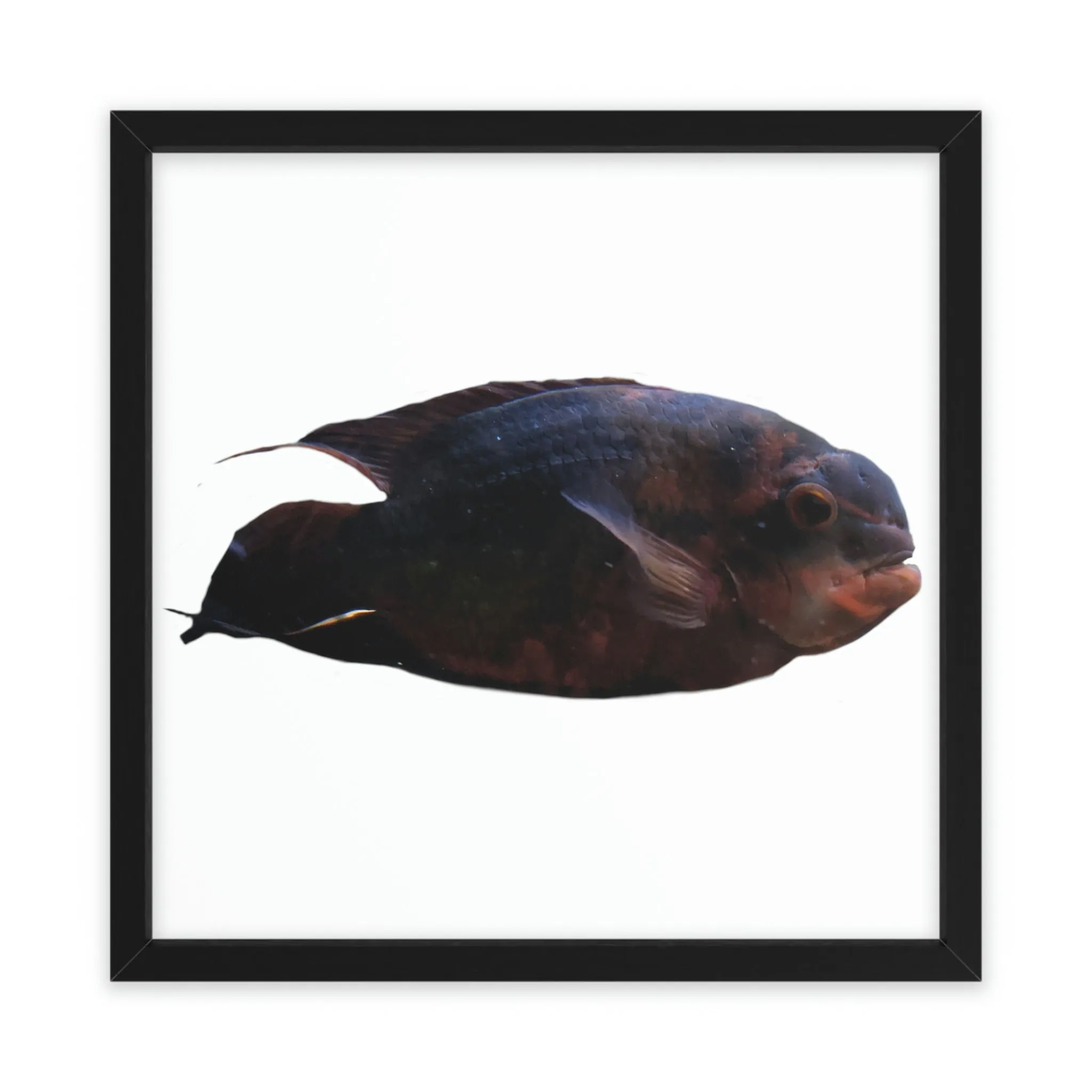 Red Black Fish Framed Poster
