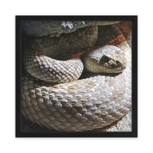 Snake Framed Poster