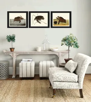 Turtle Print set of 3 Vintage Animal Botanical Wall Art Watercolor Drawing Painting Illustration Lake River Nature Home Decor to Frame CTB