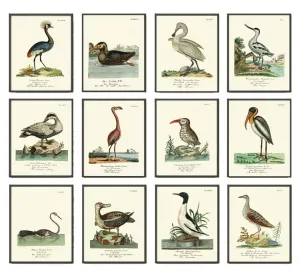 Vintage Bird Prints Wall Art Set of 12 Beautiful Antique Vintage Illustration Flamingo Crane Pelican Duck Lake House Home Decor to Frame HJF