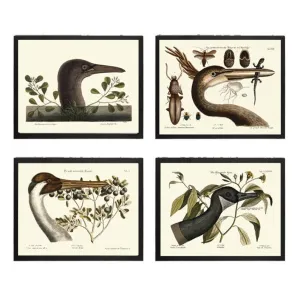 Vintage Bird Wall Art Print Set of 4 Beautiful Antique Duck Crane Cabin Farmhouse Lake House Wildlife Birds Chart Home Decor Poster to MCT
