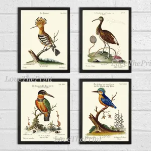 Vintage Birds Wall Art Prints Set of 4 Beautiful Bird Illustration Blue Green Brown Beige White Ivory Background Home Decor to Frame MCT