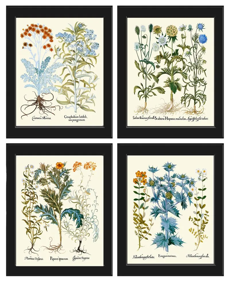 Wildflowers Botanical Wall Art Set of 4 Prints Cudweeds Holly Sunrose Thistle Goose Tongue Country Field Nature Home Decor to Frame BESL