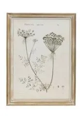 Wood Framed Botanical Prints