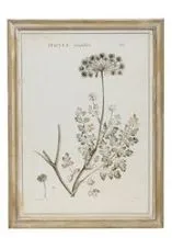 Wood Framed Botanical Prints