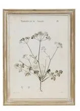 Wood Framed Botanical Prints