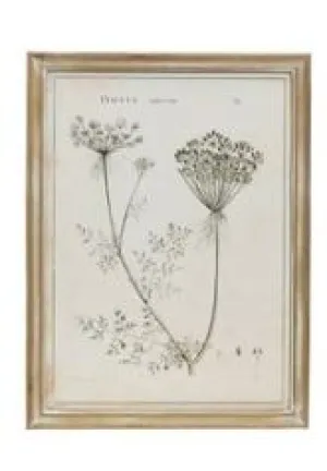 Wood Framed Botanical Prints